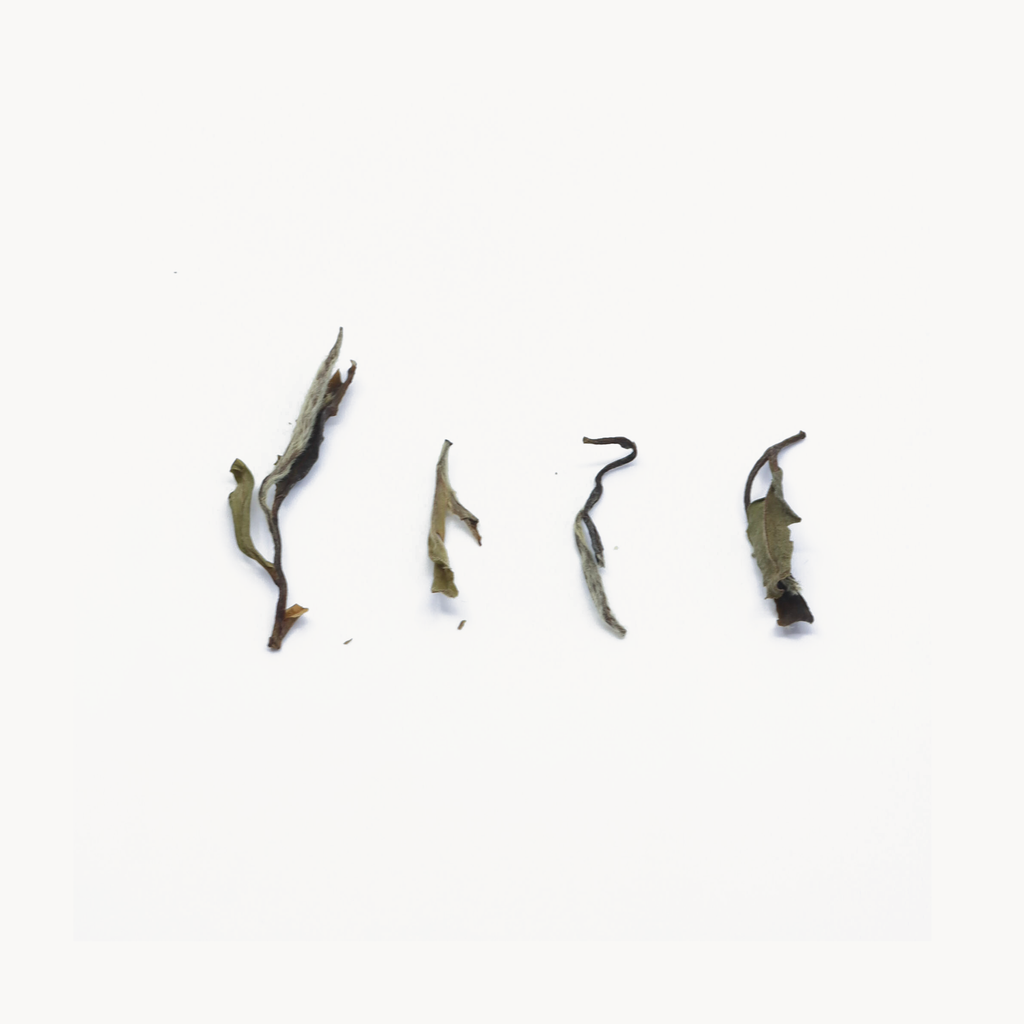 Yue Guangyin · 2018 Aged Bai Mudan