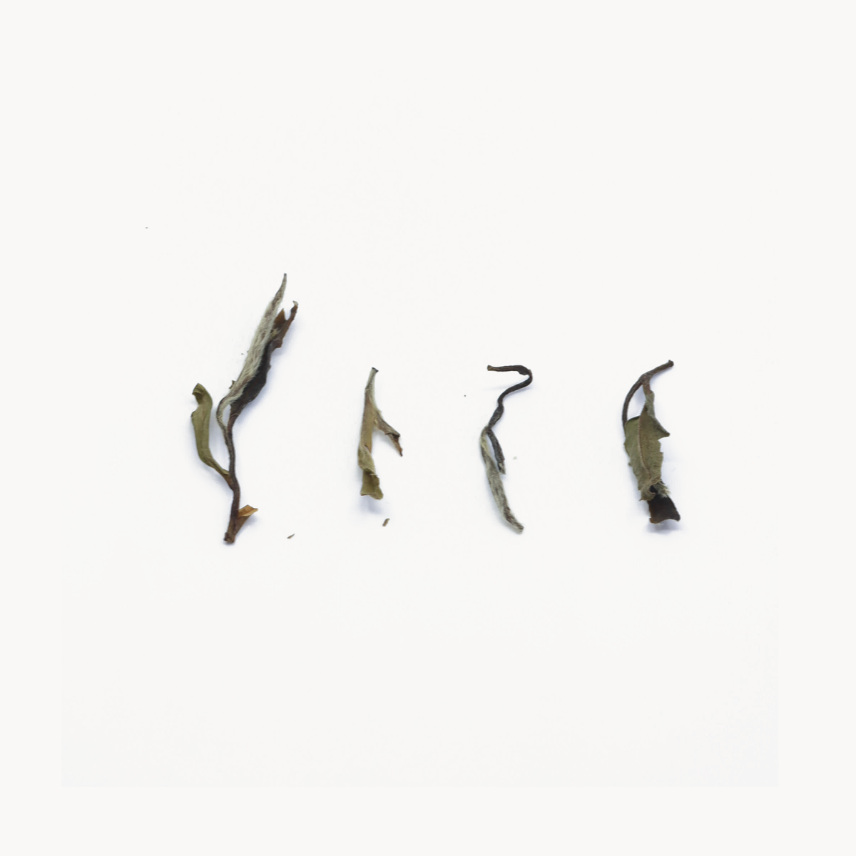 Yue Guangyin · 2018 Aged Bai Mudan