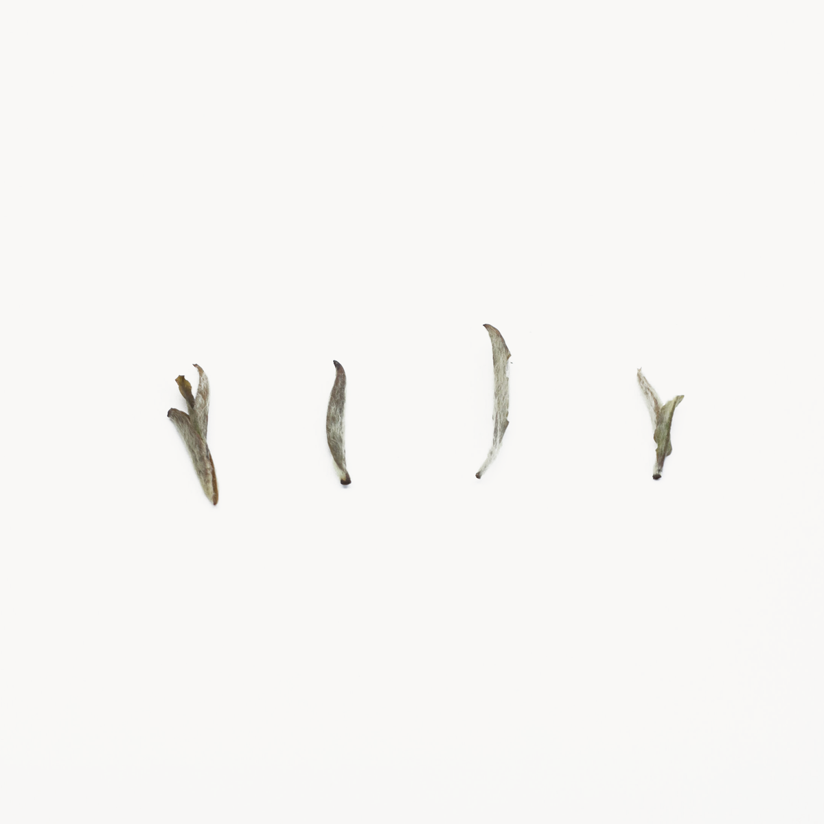 2021 Baihao Yinzhen · Silver Needle White Tea