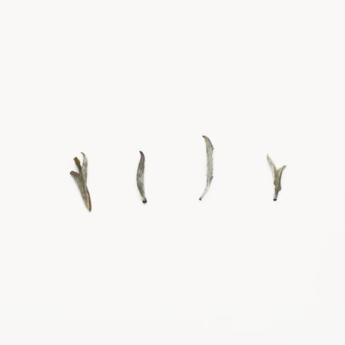2021 Baihao Yinzhen · Silver Needle White Tea